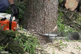 Best Palm Tree Trimming  in Indian Hills, TX