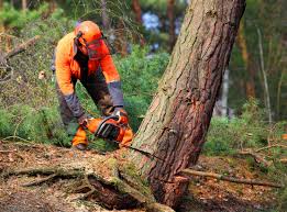 Trusted Indian Hills, TX Tree Services Experts