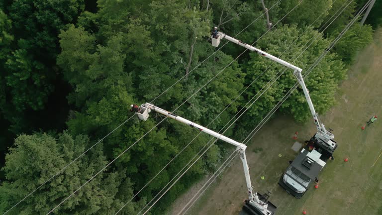 How Our Tree Care Process Works  in  Indian Hills, TX