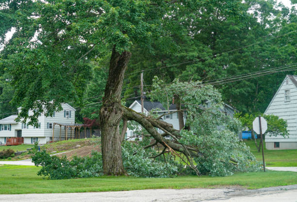 Best Commercial Tree Services  in Indian Hills, TX