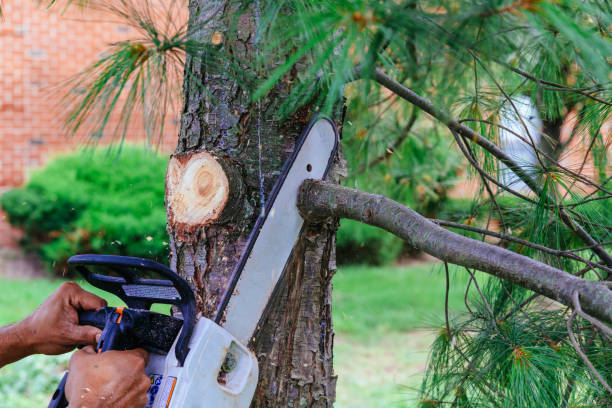 Best Hazardous Tree Removal  in Indian Hills, TX